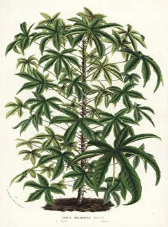 Aralia Gallery: Prickly castor oil tree, Kalopanax septemlobus