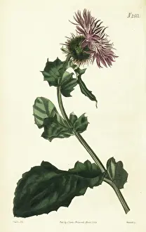 Seeds Prints: Prickly globe-headed centaury, Centaurea sphaerocephala
