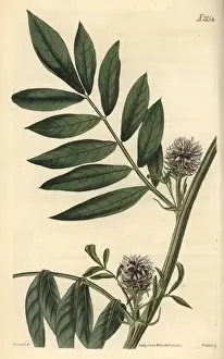 Liquorice Prints: Prickly headed liquorice, Glycirrhiza echinata