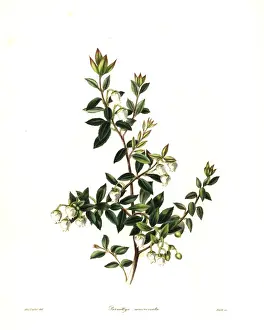 Prickly Prints: Prickly heath, Gaultheria mucronata