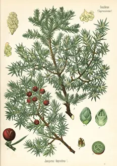 Juniper Prints: Prickly juniper, Juniperus oxycedrus