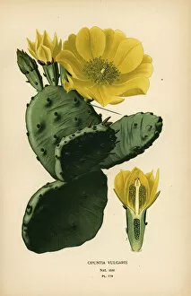 Prickly pear or Indian fig opuntia, Opuntia ficus-indica