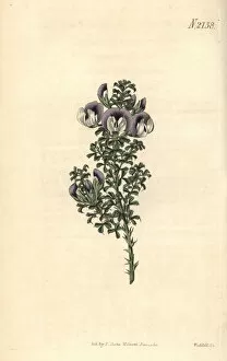 Aculeata Gallery: Prickly psoralea, Psoralea aculeata