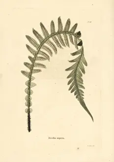Frond Prints: Prickly rasp fern, Doodia aspera