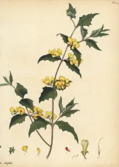 Prickly shaggy-pea, Oxylobium trilobatum
