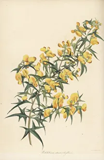 Magazine Of Botany Prints: Prickly shaggy-pea, Podolobium ilicifolium