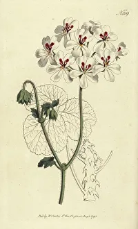 Prickly-stalked geranium, Pelargonium echinatum
