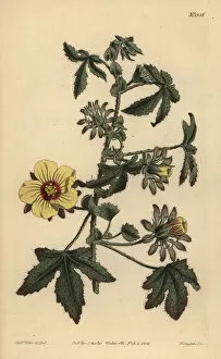 Prickly-stalked hibiscus, Hibiscus surattensis