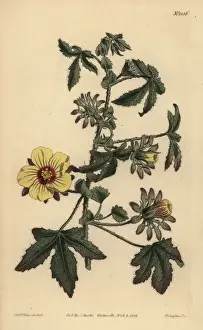 Hibiscus Prints: Prickly-stalked hibiscus, Hibiscus surattensis