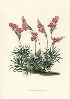 Thrift Collection: Prickly thrift, Acantholimon glumaceum