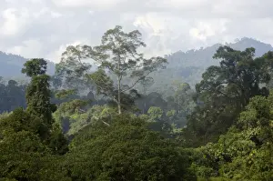 Primary rainforest on hill-slopes in river Danum