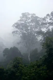 Rainforests Prints: Primary rainforest in the mist at dawn
