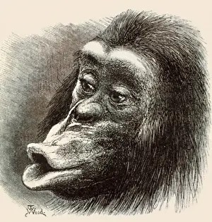 Emotions Prints: Primate Expressions
