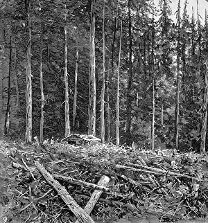 Inlet Prints: The Primeval Forest at Burrards Inlet, British Columbia, 18