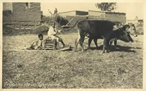Primitive ox-pulled threshing device