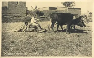 Sleigh Prints: Primitive ox-pulled threshing device