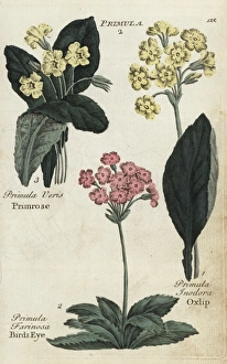 Primrose, birds eye and oxlip Primrose, birds eye and oxlip