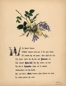 Primrose Prints: Primrose, Hare-bell, Eglantine and Moss (Cymbeline)