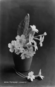 Delicate Prints: Primrose in a Pot