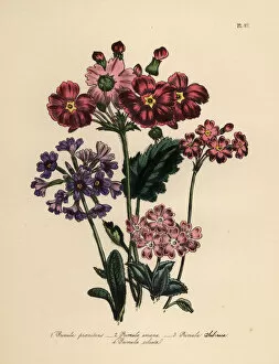 Primula Gallery: Primrose or Primula species