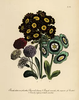 Primrose or Primula varieties