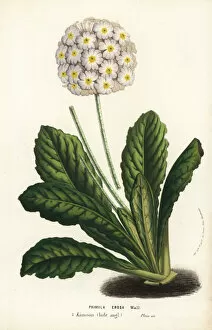 Primula Gallery: Primrose variety, Primula erosa