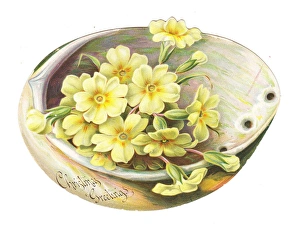 Primroses on a shell-shaped Christmas card