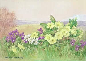 Andrews Gallery: Primroses and Violets - Gardens