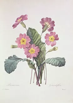 Ericales Collection: Primula acaulis (vulgaris), common primrose