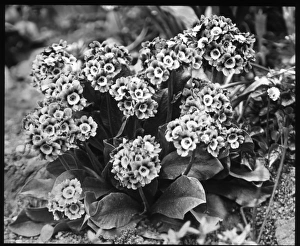 Primula Auricula (Bears Ear Primrose)