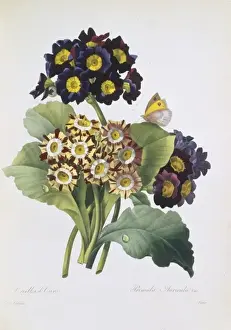Primula auricula, primrose