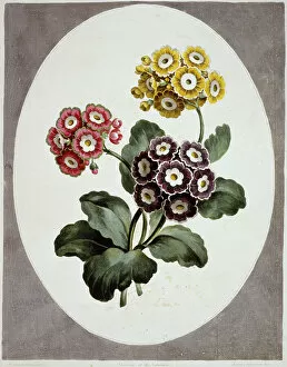 Ericales Collection: Primula auricula, primrose