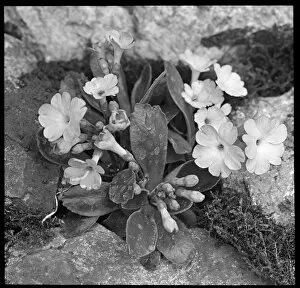 Perennial Gallery: Primula Berninae (Berninae Primrose)