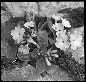 Perennial Gallery: Primula Berninae (Berninae Primrose)