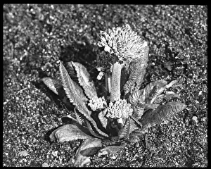 Malby Prints: Primula Denticulata (Drumstick or Himalayan Primrose)