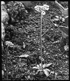Perennial Gallery: Primula Farinosa (Birds Eye Primrose)