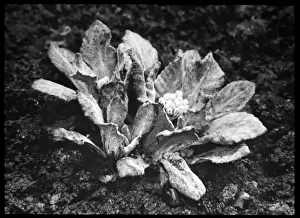 Primula Frondosa (Leafy Primrose)