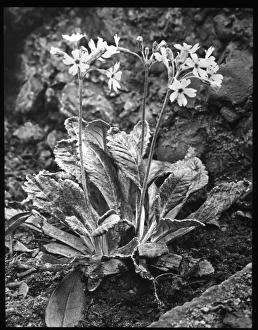 Perennial Gallery: Primula Frondosa (Leafy Primrose)