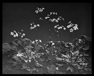 Primula Malacoides (Fairy Primrose, Baby Primrose)