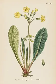 Primula Officinali-Vulga