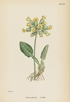 Primula Officinalis