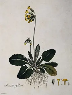 Cowslip Prints: Primula officinalis, cowslip