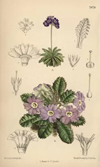 Nana Gallery: Primula pusilla and Primula petiolaris var