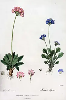 Primroses Prints: Primula rosea and Primula elliptica