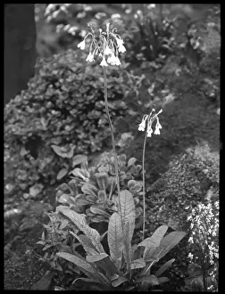 Cowslip Prints: Primula Sikkimensis (Himalayan Cowslip)