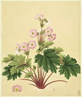 Flowering Gallery: Primula sinensis