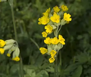 Primula veris, cowslip