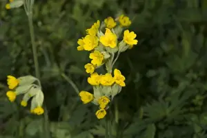Primula veris, cowslip