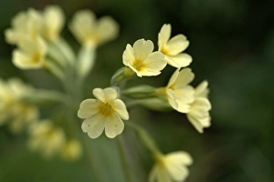 Primula veris, cowslip