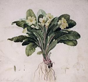 Ericales Collection: Primula vulgaris, common primrose